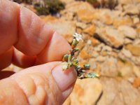 Flora-Silky Wilsonia [Wilsonia humilis] 2014-10-27 01 : Pt Lowly, South Australia, Spencer Gulf, Whyalla, Point Lowly, Eyre Peninsula, Flora, Wilsonia humilis, Silky Wilsonia, Flower, Convolvulaceae